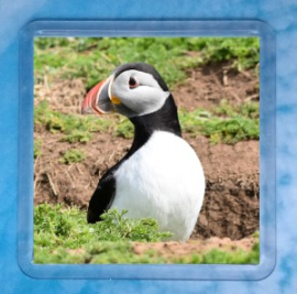 Puffin 1