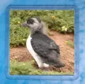 Puffling 1