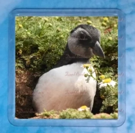 Puffling 2