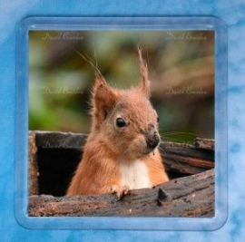 Red Squirrel 3