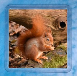 Red Squirrel 5