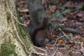 Red Squirrel 1