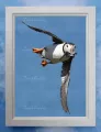 Puffin 12 Framed