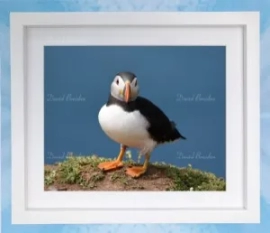 Puffin 10 Deep Framed