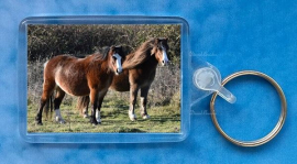 Newborough Ponies