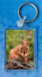 Red Squirrel 4