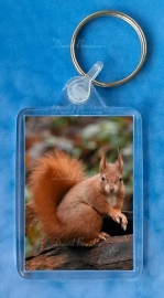 Red Squirrel 7