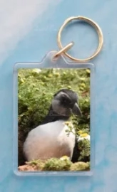 Puffling 2