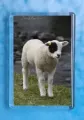 Patch Lamb 1 magnet