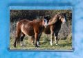 Newborough Ponies