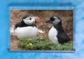 Puffling 4