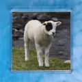 Patch Lamb 1 magnet