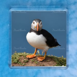 Puffin 10