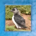 Puffling 1