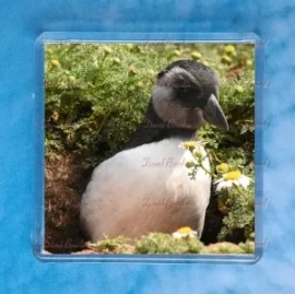 Puffling 2