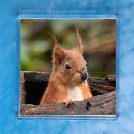 Red Squirrel 3