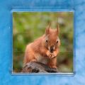 Red Squirrel 4