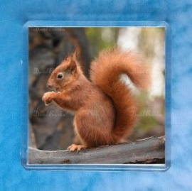 Red Squirrel 6