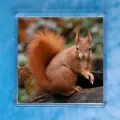 Red Squirrel 7