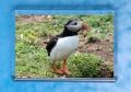 Puffin 2