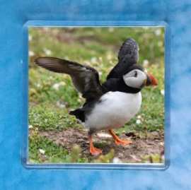 Puffin 3